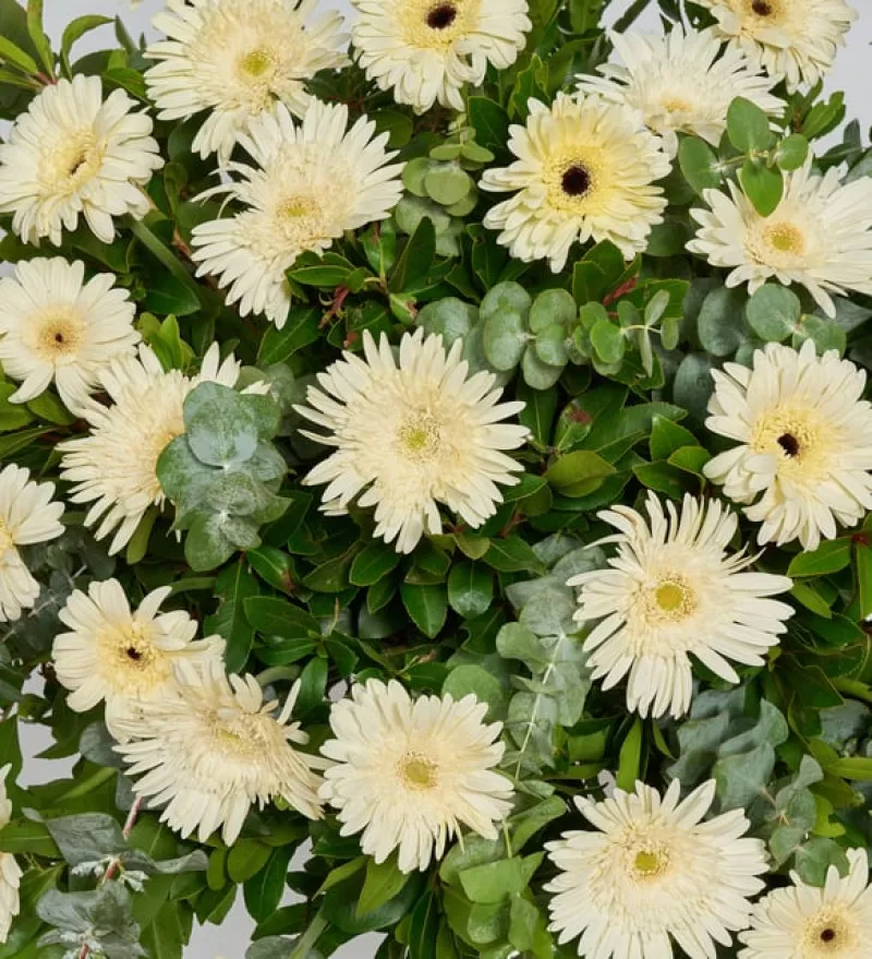 Beyaz Gerberalar İle Hazırlanmış Ferforje Aranjmanı