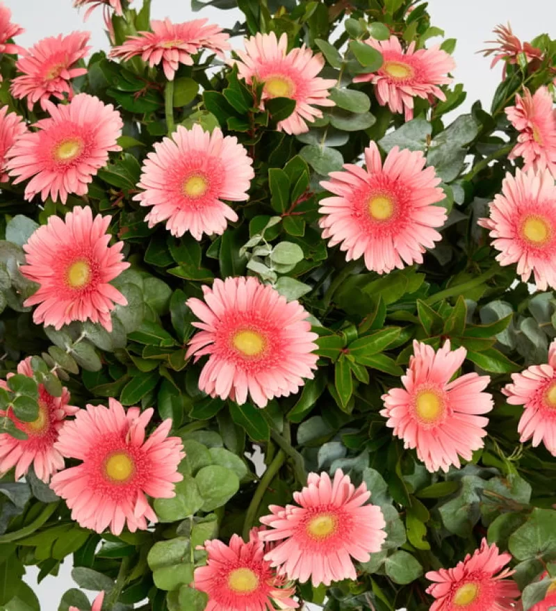 Pembe Gerberalar ile Hazırlanmış Ferforje Aranjmanı