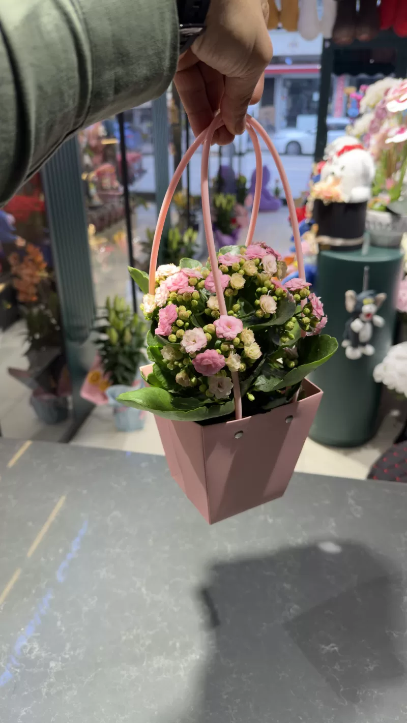 Pembe Çantada Pembe Kalanchoe