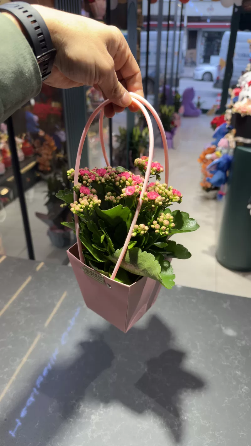 Pembe Çantada Fuşya Kalanchoe
