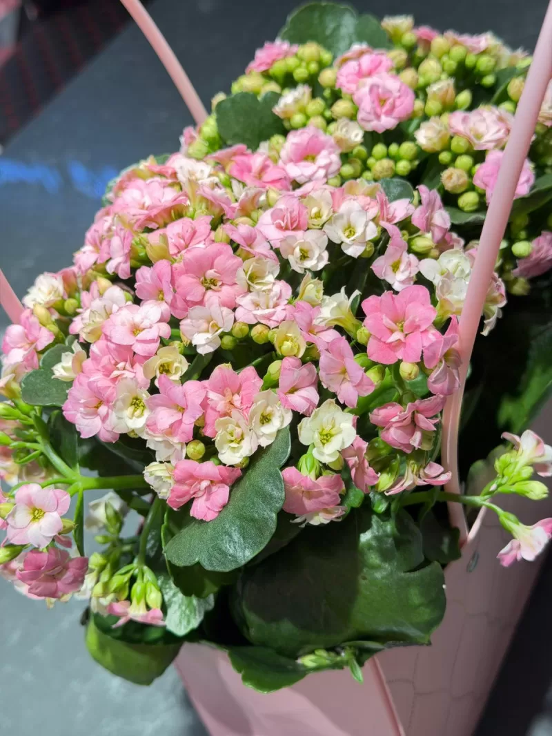 Özel Çantasında Pembe Kalanchoe