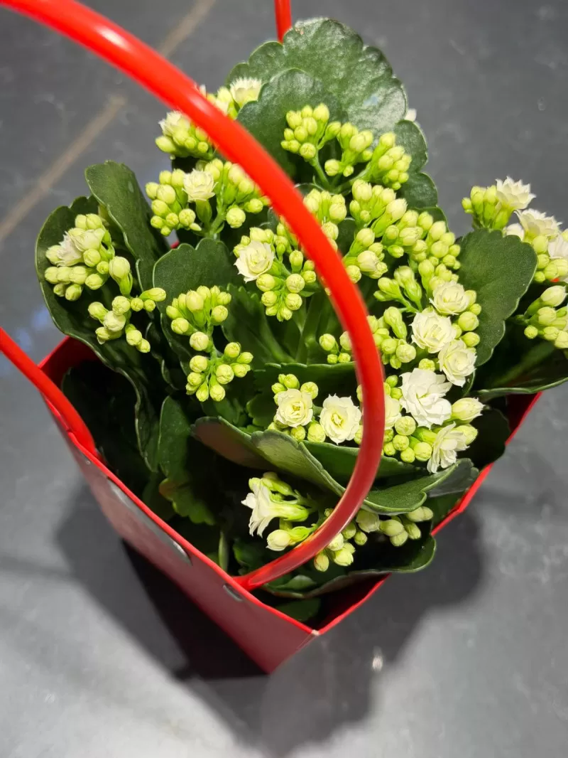 Özel Çantasında Beyaz Kalanchoe